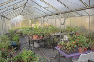 Dans une des serres de la section horticulture